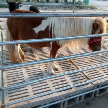肉马