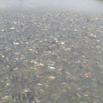 池鲤鱼食用1~2公斤