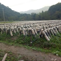 黑山秋耳一级