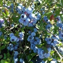 蓝莓10~12mm以上