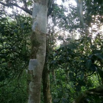 古树普洱茶一级