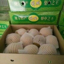 晚秋黄梨600g以上纸箱