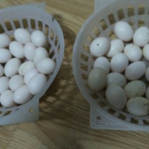 鸽子蛋食用