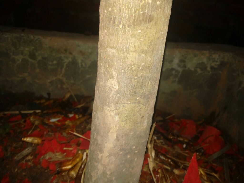 野生丹桂生长环境全景