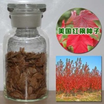美国红枫种子