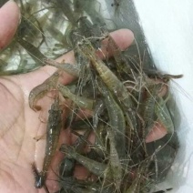 河虾冰鲜虾26~30只/kg