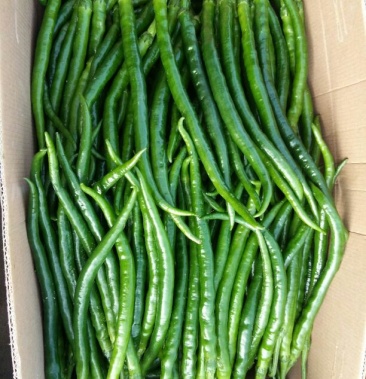 二荆条青辣椒 15~20厘米 中辣 支持原产地看货