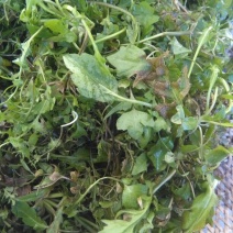 荠菜5~10cm
