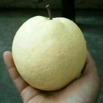贡梨200~250g纸袋