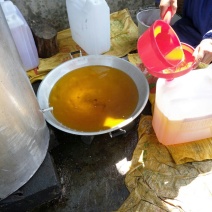 山茶油果