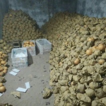 晚秋黄梨500~550g纸箱