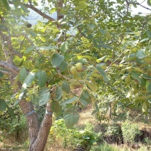 核桃树10~12cm8~10cm2.5~3米
