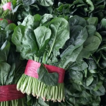 大叶菠菜25~30厘米