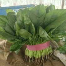 大叶菠菜20~25厘米