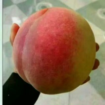 桃树苗70~80cm