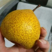 莱阳梨300~350g膜袋