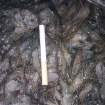 河虾冰鲜虾26~30只/kg