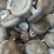 香菇8672.5~3cm