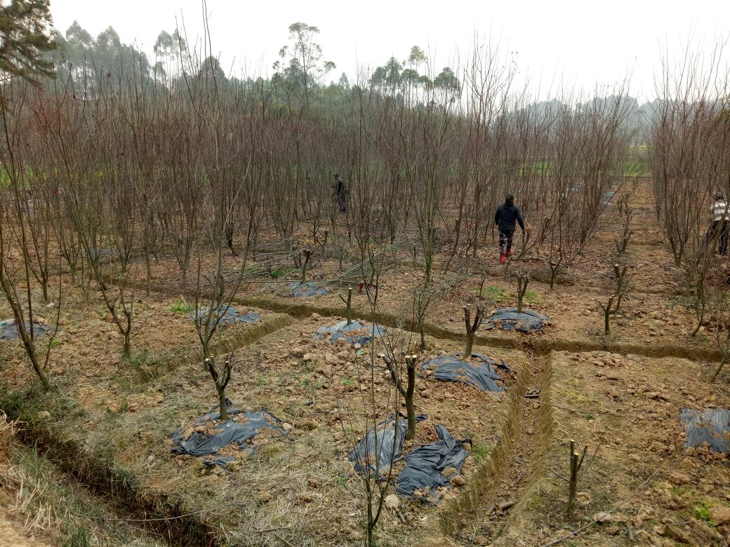 前卫红李子果园种植实景