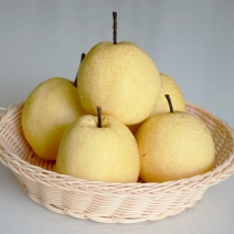 蒲城酥梨250~300g纸袋