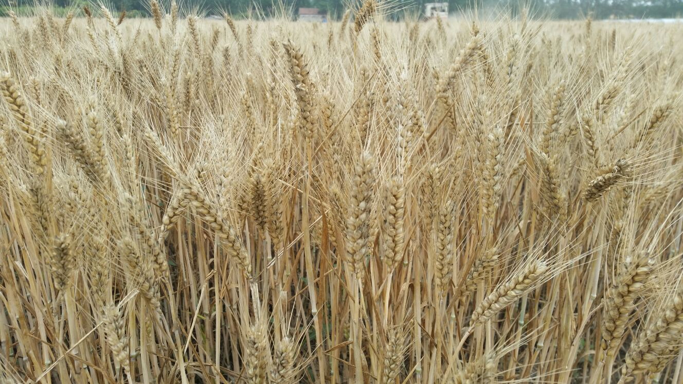 新沂批发