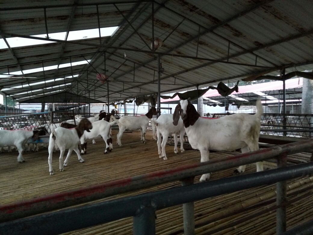 波尔山羊与奶山羊杂交后代群体