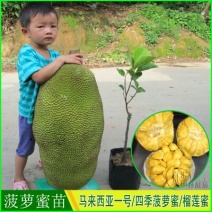 1号菠萝蜜苗一号菠萝蜜海南大菠萝菠萝蜜树树苗