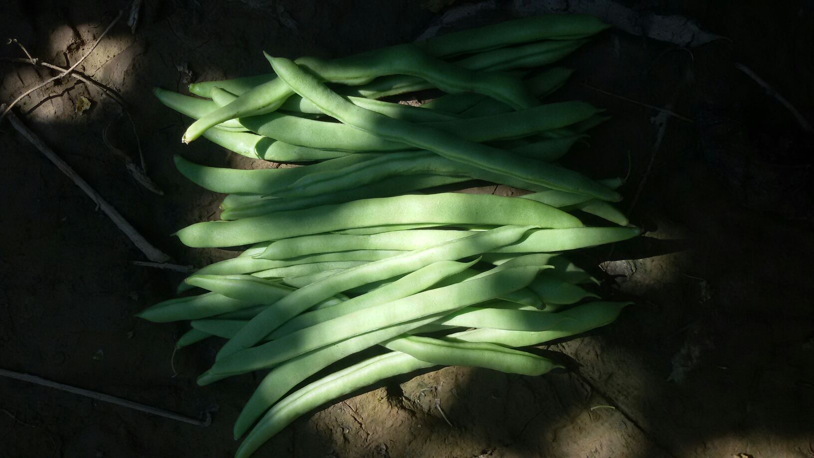 新鲜红扁豆田间采摘场景