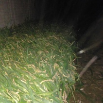 鸡腿大葱25~30cm净葱3cm左右