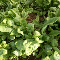 大叶菠菜20~25厘米
