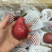 红啤梨