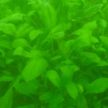 菠菜15~20厘米