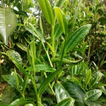 百年大树茶特级