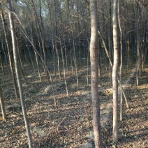 榆树6~8cm4~6cm3~3.5m