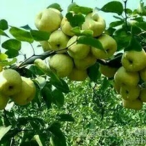 砀山梨300~350g纸箱