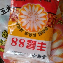 玉米种子