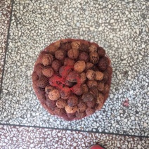 大泡核桃
