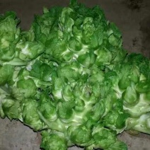 儿菜