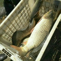 河鲤鱼食用3公斤以上