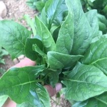 大叶菠菜