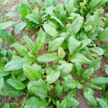 大叶菠菜10~15厘米