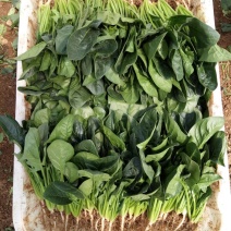 大叶菠菜25~30厘米