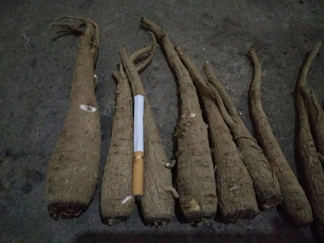 左侧为川白芷,呈短粗型,表皮颜色偏灰黄,纵向纹路平缓;右侧为杭白芷,根条修长,表面有明显的横向皮孔线和深纵沟,断面洁白。背景为实验室标准光照环境,配有比例尺标注 川白芷与杭白芷实物对比图