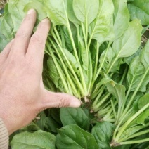 秋菠菜10~15厘米