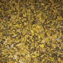 野菊花颗粒
