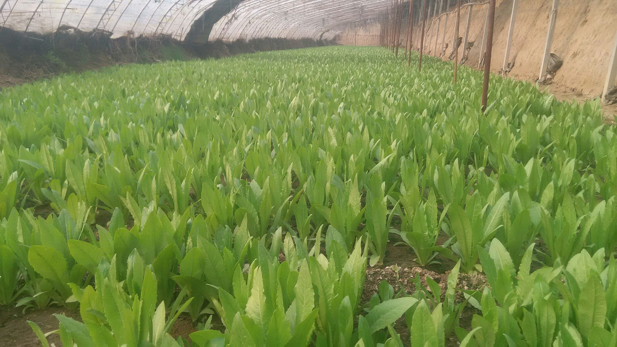 春季油麦菜种植场景