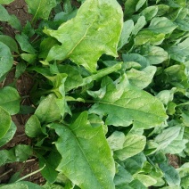大叶菠菜20~25厘米