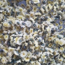 菊花茶