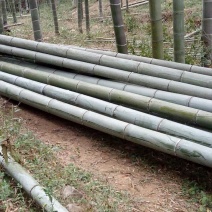 竹子14~15m