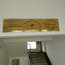 狮头鹅苗